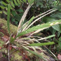 Podochilus malabaricus Wight